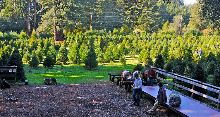 santa cruz christmas tree farms santa cruz christmas tree farms