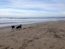 dog beach santa cruz