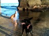 dog beach santa cruz