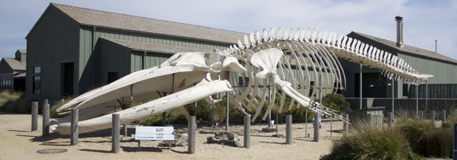 Blue Whale Skeleton Seymour Center
