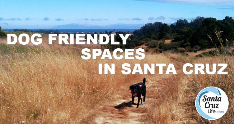 Dog Friendly Spots in Santa Cruz