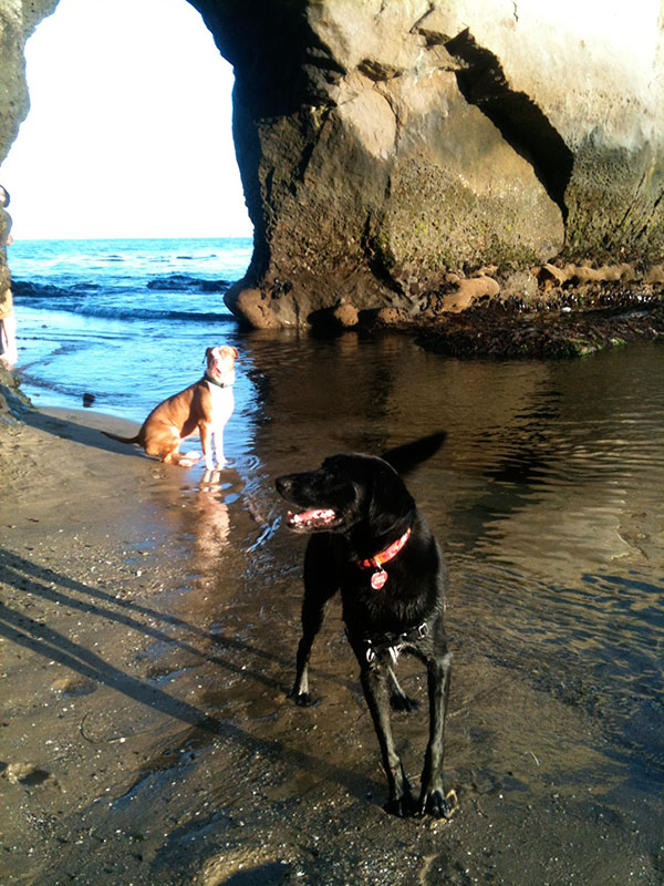 Dog Beach (Its Beach) Santa Cruz