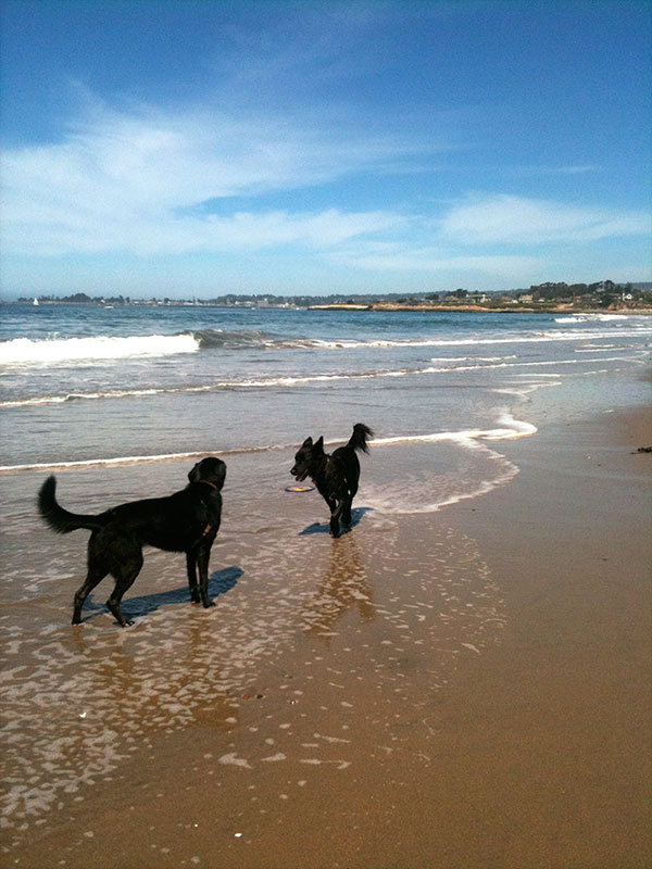Live Oak dog beaches