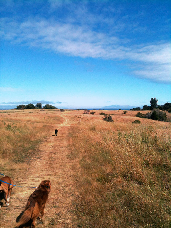 Pogonip Hike with Dog, Santa Cruz