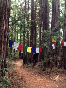 Land of Medicine Buddha prayer flags