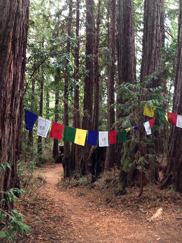 Land of Medicine Buddha Hike in Santa Cruz