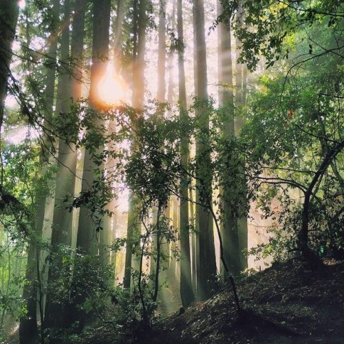 Land of Medicine Buddha Hike in Santa Cruz