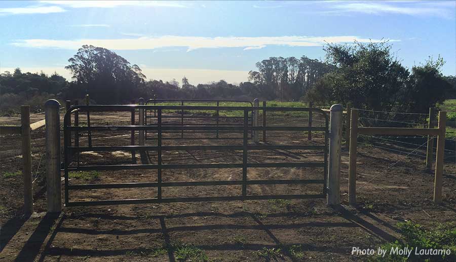 arana-gulch-cattle-fencing