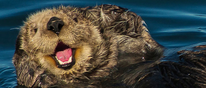 When is the BEST time of year to see baby Sea Otters?