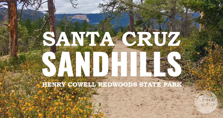 Santa Cruz Sandhills: Henry Cowell Hike