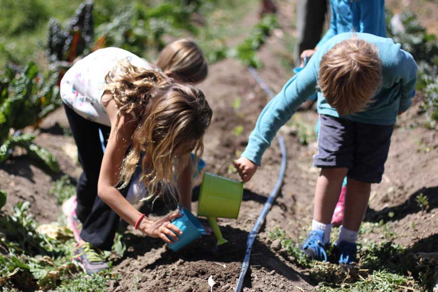 art on the farm summer camp