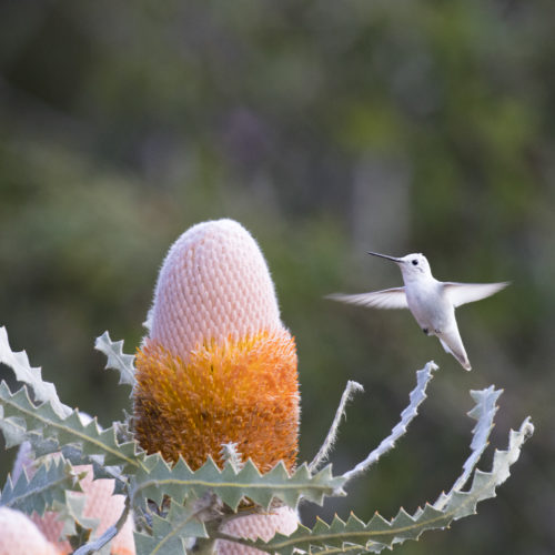 ucsc arboretum hummingbird