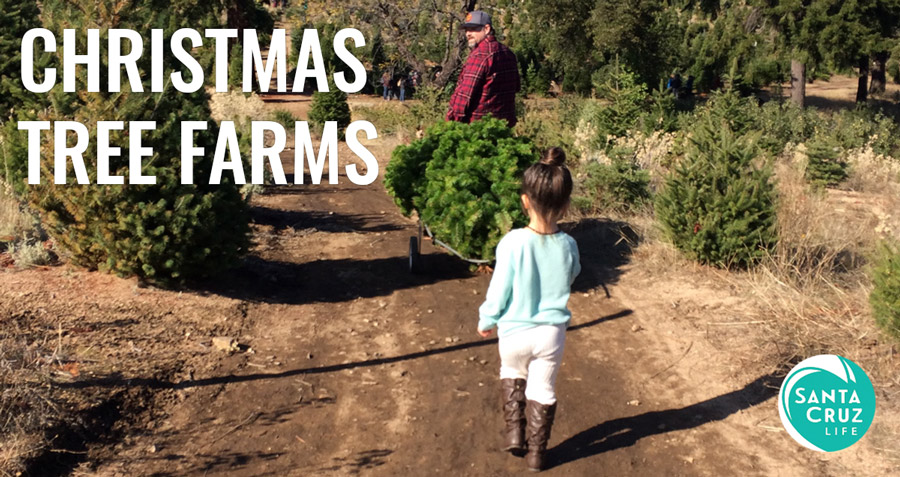 santa cruz Christmas tree farms