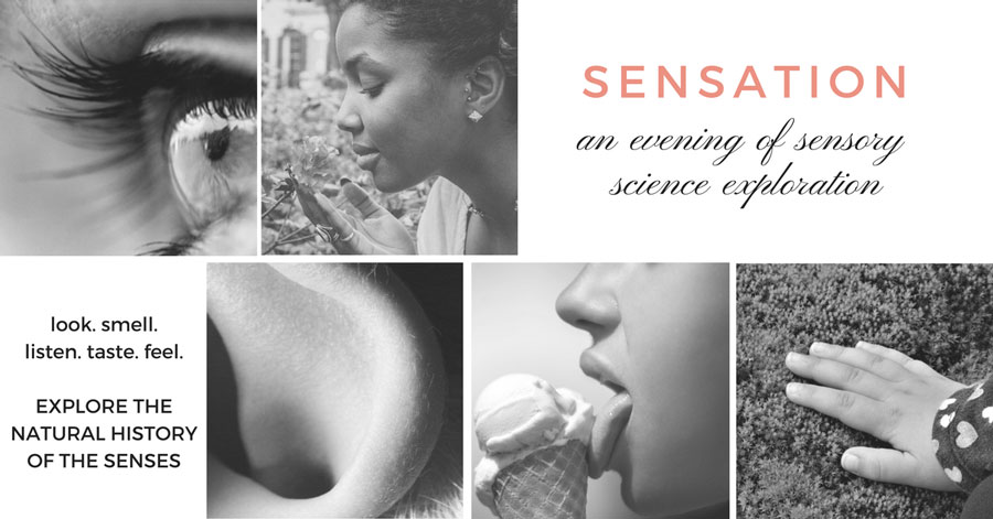 sensory exploration