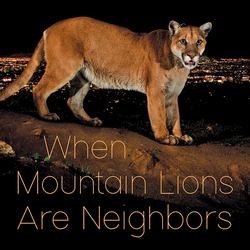 book talk: when mountain lions are neighbors