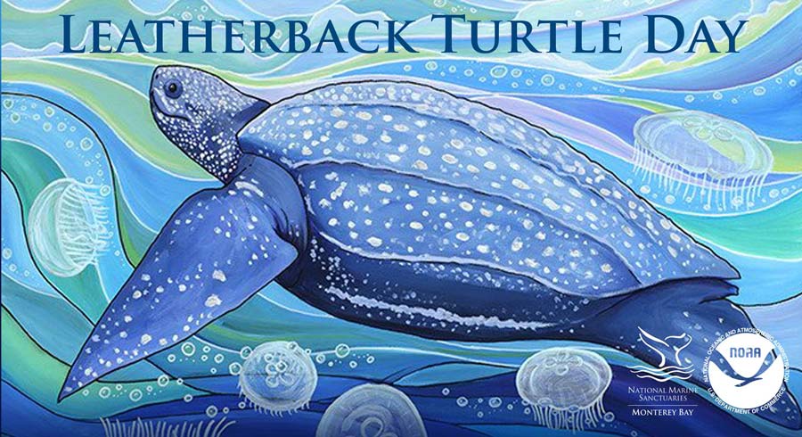 leatherback turtle